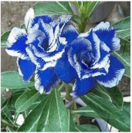 (Adenium *) New Rare Blue Desert Rose (a Adenium) 2 seeds 100% true variety:Package Contatins seeds