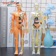 Human Body Anatomy Torso Model Doctor Toy Human Body Organ Human Body Torso Medical Practice Tool / 
