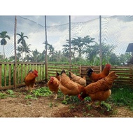 fertil ! telur tetas / fertil ayam merawang .