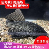 清道夫鱼活体 热带鱼观赏鱼水族宠物工具鱼清洁鱼垃圾鱼 清缸除藻工具鱼水族清洁垃圾鱼异形鱼 吃藻吃垃圾 清道夫7-10厘米3条