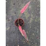 Caladium Pink Spear - Interesting and Easy Care House Plant