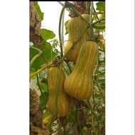 Benih labu butternut​ madu (10seed)