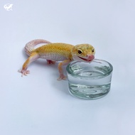 [Reptile Special Attack Team] 24 Hours Reptile Glass Water Cup/Calcium Powder Cup|Reptile Basin|Rept