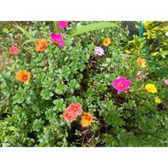 Keratan Batang Pokok Bunga Rose Jepun