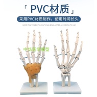 Hand foot joint movable hip bone arthrosis model of knee joint function model shoulder joint elbow