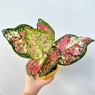 LOCAL SELLER • Aglaonema Anyamanee Tricolor (Rare Aglaonema) 🥰