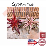 (GG real plant) cryptanthus  bivittatus earth star bromeliad pokok tapak sulaiman indoor house plant deco home cny