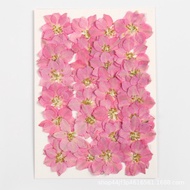 ️Delphinium Dried Over (Delphinium) 2.5-4cm 12 Flowers Cheapest