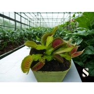 Dionaea Muscipula Venus Fly Trap, Carnivorous Plant, Terrarium, Tumbuhan Karnivor, Live Plant, Venus
