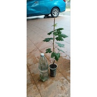 Anak pokok anggur jenis Dixon