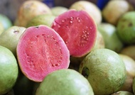 Pink guava plant seed