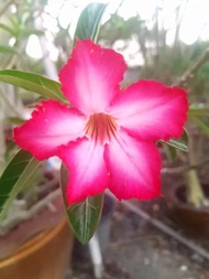 adenium obesum somalense(苏马联章木)ori seed