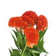 100 เมล็ด เมล็ดดอกหงอนไก่ เป็นสัญลักษณ์ของการมียศถาบรรดาศักดิ์ สีส้ม Orange Celosia Cristata Seeds