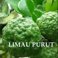 Limau purut / pokok limau purut / benih limau purut