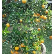 Original Bibit Tanaman Buah Jeruk Lemon Cui - Lemon Kip