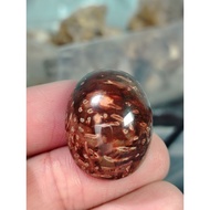 Permata Fossil Nibong Kuno Asli Urat Merah Saiz Besar 50 Sen Lama Rare Natural Fossil Stone Batu Kol