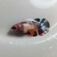 Ikan CuPang Female Betina Nemo Galaxy Multicolor Siap Breed BWW-091