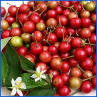 ☢ ✆ ◱ KERSON-FRUIT (ARATILIS) SEED`S FAST & AGGRESSIVE GROWING PLANT