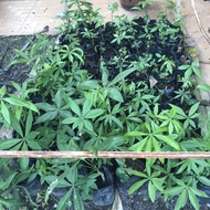 Malabar Chestnut @ Berangan Malabar