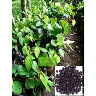 Live Plant Paminta Herb Plant Indoor Plant Outdoor Plant Medicinal Plant