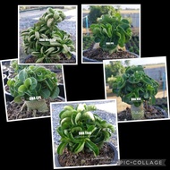 DHA Seeds /Dorset Horn Adenium Seeds /DHA Medusa /PPL /KHZ /CPL /Thai