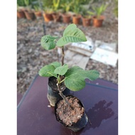 Anak Pokok Tin Iraqi