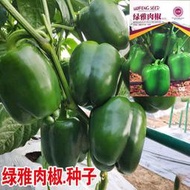 現貨 批發批發　大甜椒種子 種籽菜園農交菜椒青椒燈籠椒辣椒種籽子fyc