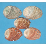 HALIOTIS. 5 Pieces. Abalone shells, Not From Philippines. 1.