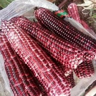 jagung ketan/jagung pulut