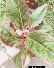 aglaonema