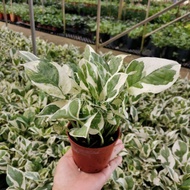 TKL - Epipremnum N-Joy / NJoy Pothos Hanging Plant 白金葛绿萝