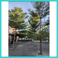 ۞ ♙    AFRICAN TALISAY (10 SEEDS) BUY 2 GET 1 FREE
