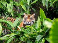 Taronga Zoo and Sydney Harbour Ferry Ticket