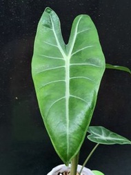 Alocasia longiloba Miq. 箭葉海芋