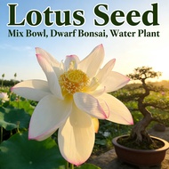 Dwarf Bonsai Garden Plant Pot Seed Flower Mix Lily Water Lotus Bowl Seed
