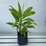 TA Bonglai Hitam (S)