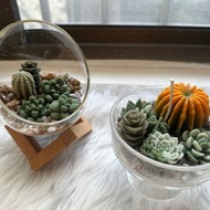 自己DIY多肉植物蠟燭