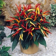 Benih - Biji - Bibit Cabe Hias Cabe Unik Cabe Patio Fire Pepper
