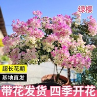 With Flowers With Pots Triangle Plum Four Seasons Flowering Climbing Vines Job Flowers Potted Plant 
