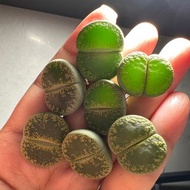 生石花（綠寶石）