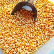 Biji Jagung Popcorn Mentah Pop Corn Biji Jagung Kering Terlaris