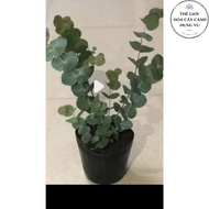 Silver dolla tree-eucalyptus cinerea