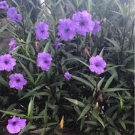 Bunga purple Ruellia/Shower/Ruella Keratan/cutting