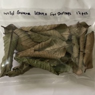 NATUTAL Sun-Dried [WILD FOREST GUAVA LEAVES] For Shrimps And Fish - Discus Betta Crystal Red Cherry Shrimp Aquarium