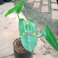 Tanaman hias philodendron burle marx | tanaman philodendron brekele