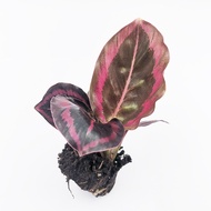☫❍【COD】10pcs Rare Calathea Seeds Air Freshening Plants Seeds #SW16