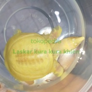 bulus labi labi albino mata merah +-5cm