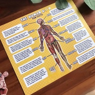 Human Body Puzzle For Kids Large, Kid‑Friendly Floor Puzzle Gift For Kids