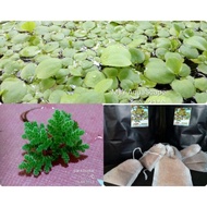 benih azolla,frogbit & uncang ketapang