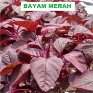 BAYAM MERAH  1250 pcs bibit / benih / Biji BAYAM MERAH / BAYAM CABUT / BAYAM RED - BAYAM MERAH 1000 